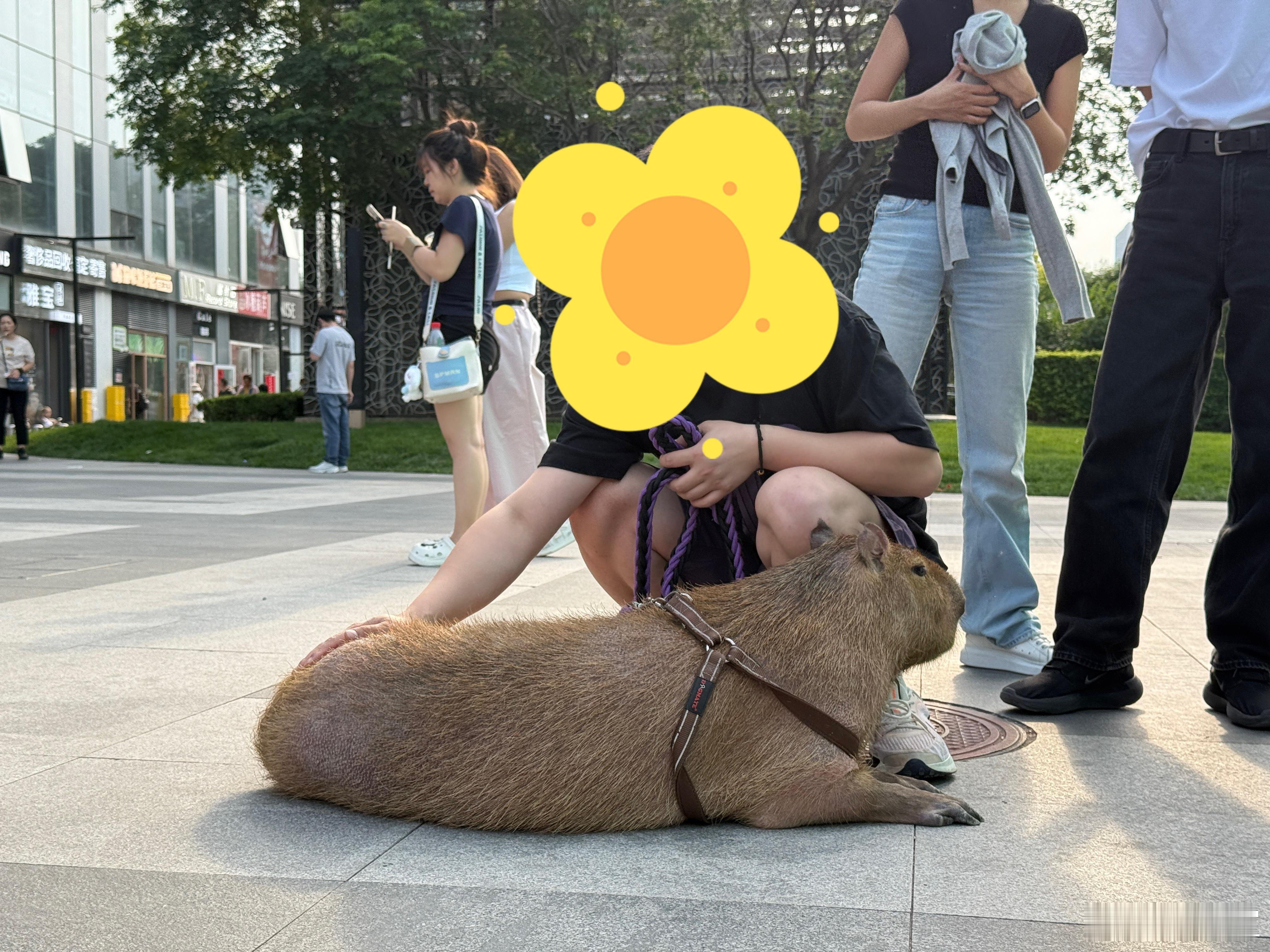 沃趣，好大一只卡皮巴拉！[哆啦A梦害怕] ​​​