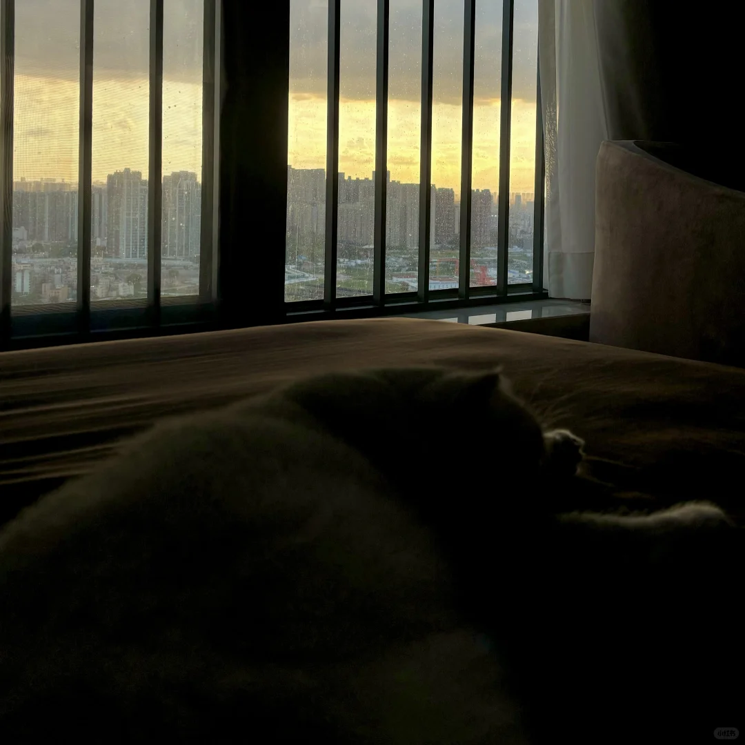 夕阳和啊猫和我