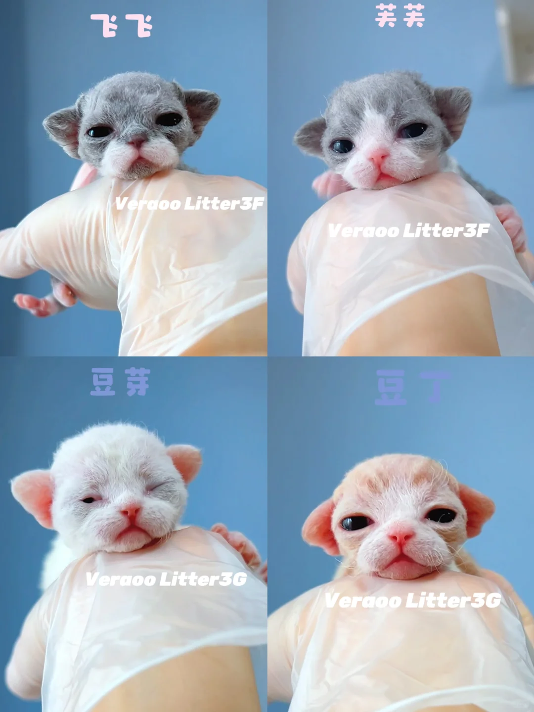 小奶娃们浅浅露个脸｜德文卷毛猫