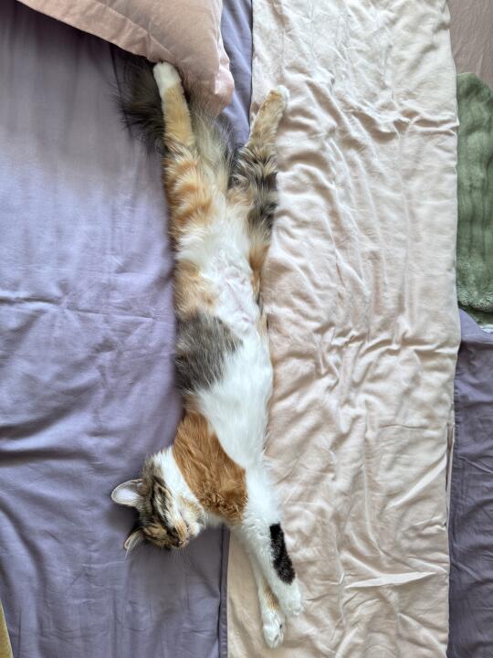 好       长一条喵