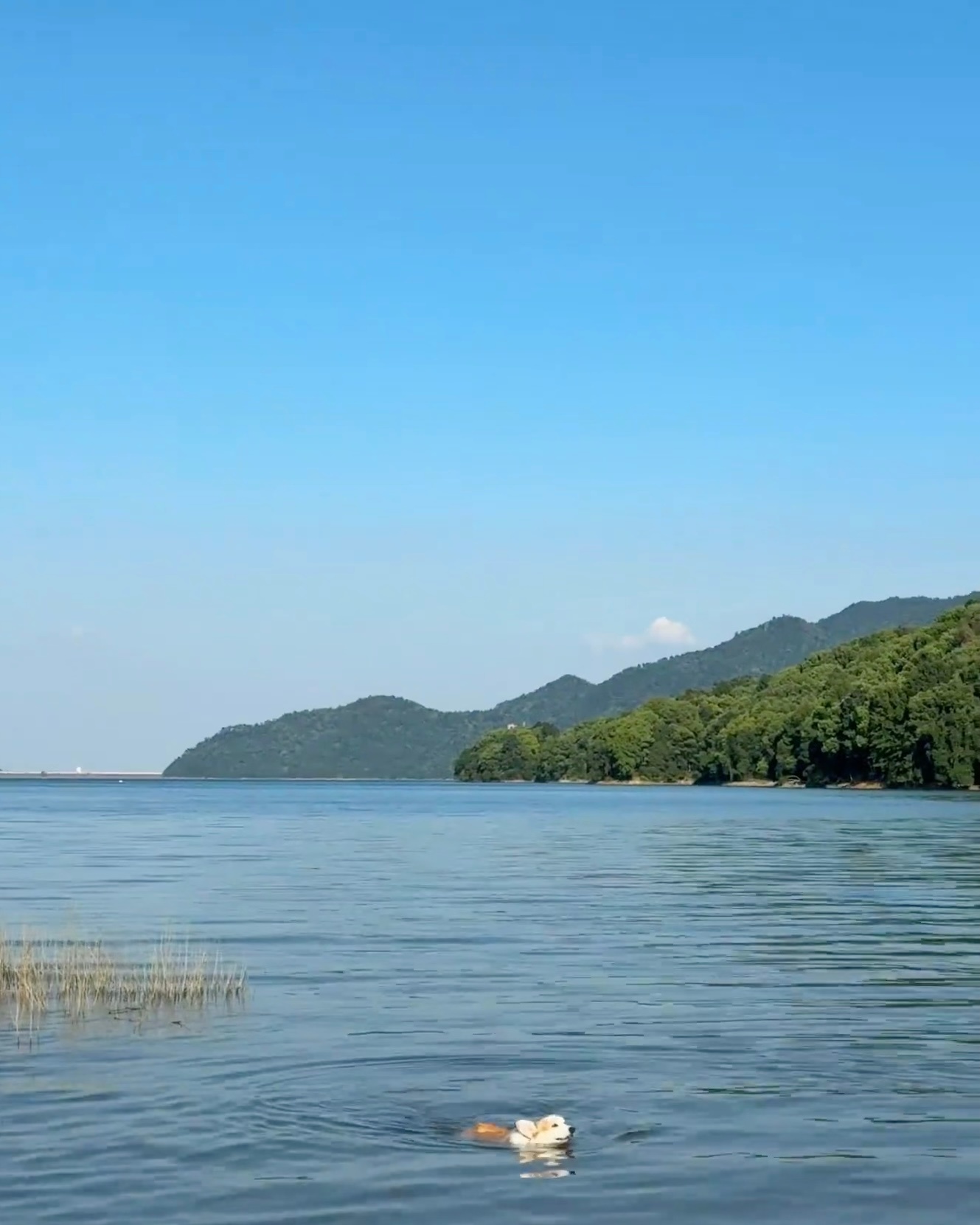 看遍山与海，只觉人类的小情小爱无比可笑陈露发视频求和解遭拒