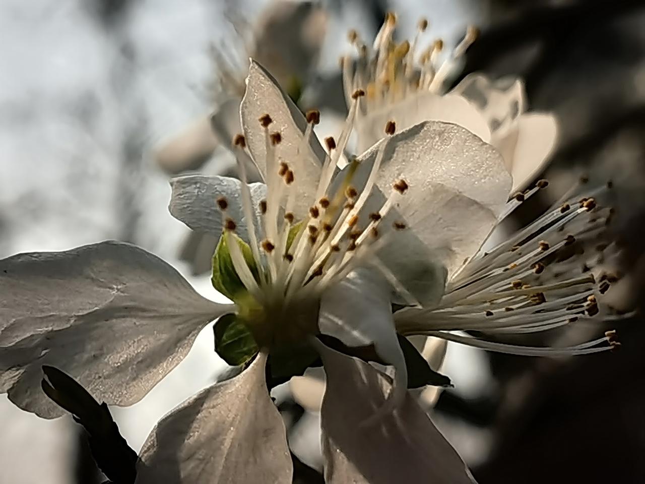 时光是无法隐藏的，宛如山野里的一树花，添满角落，没有空缺。
花瓣，闪着丝绸样的光