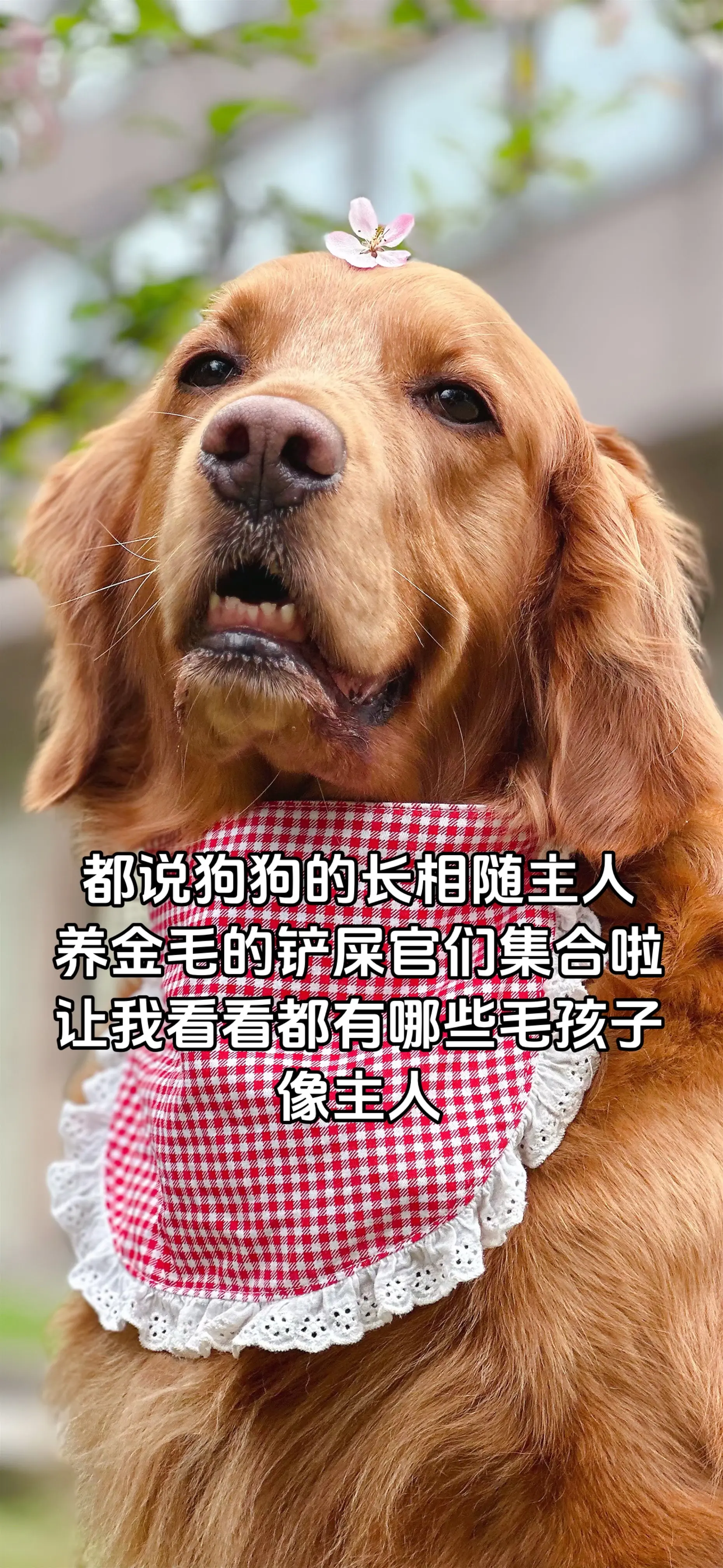 养金毛的铲屎官们集合啦！