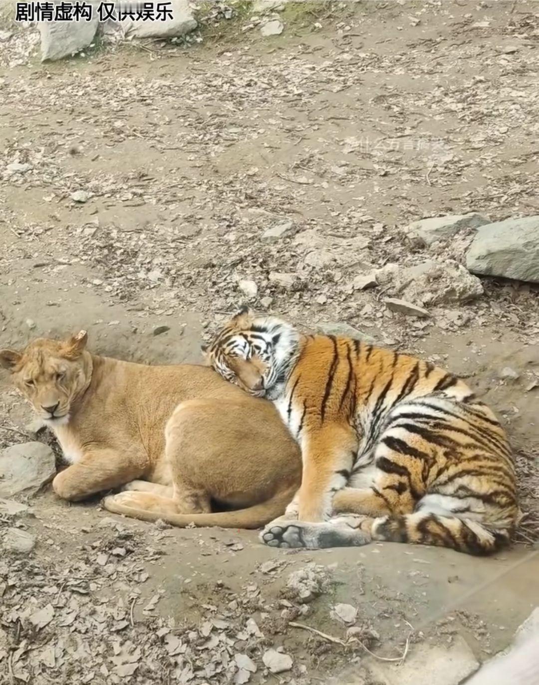 有一个四字成语，来说这图片场景。