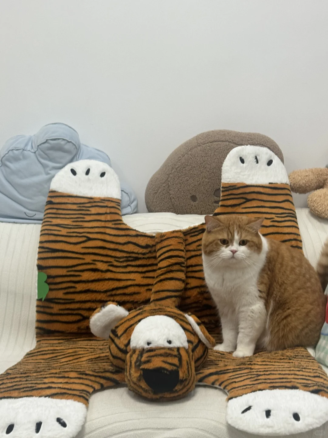 老虎和迷你老虎🐅