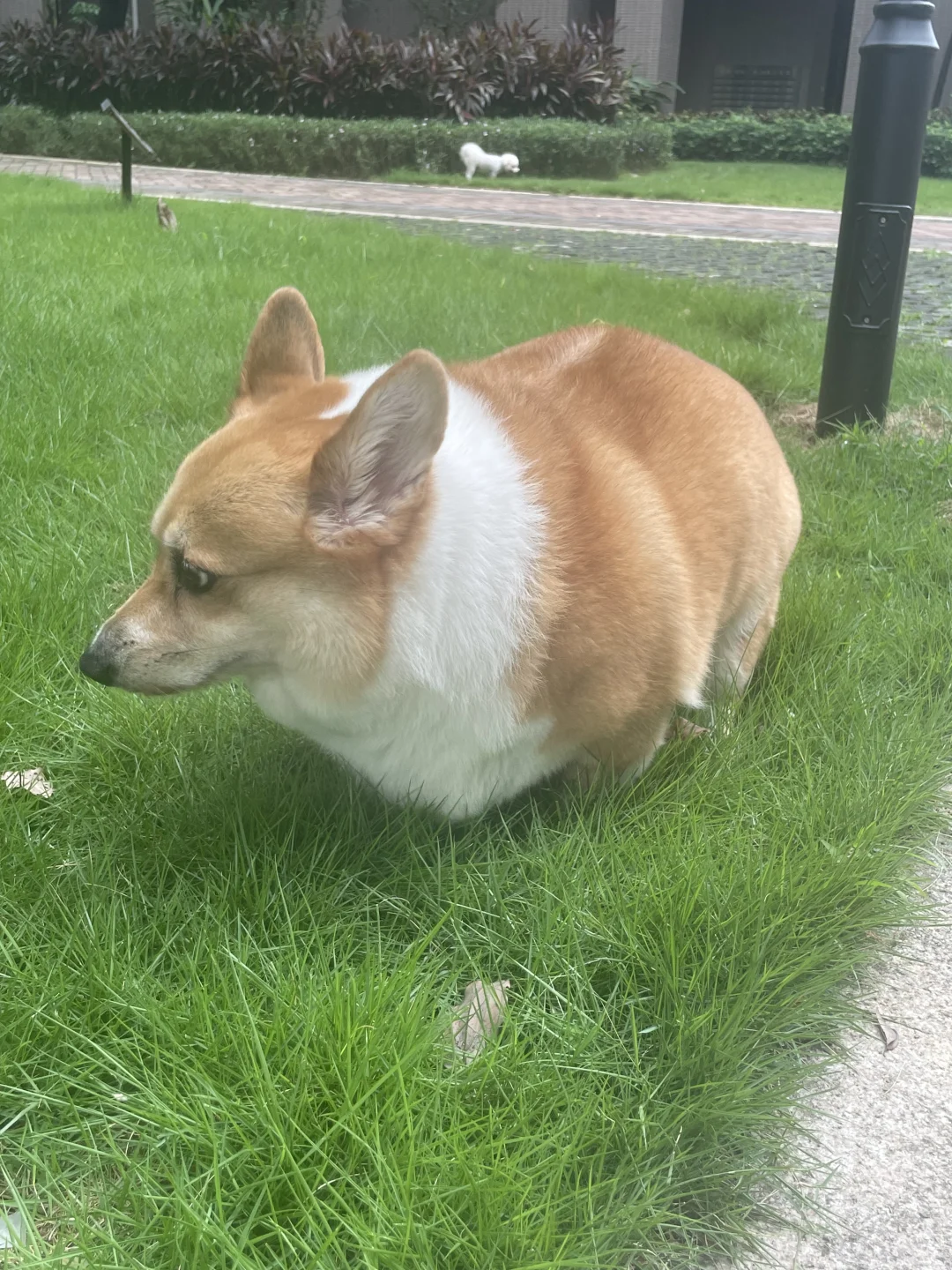 咋拉个屎偷感都这么重呢？