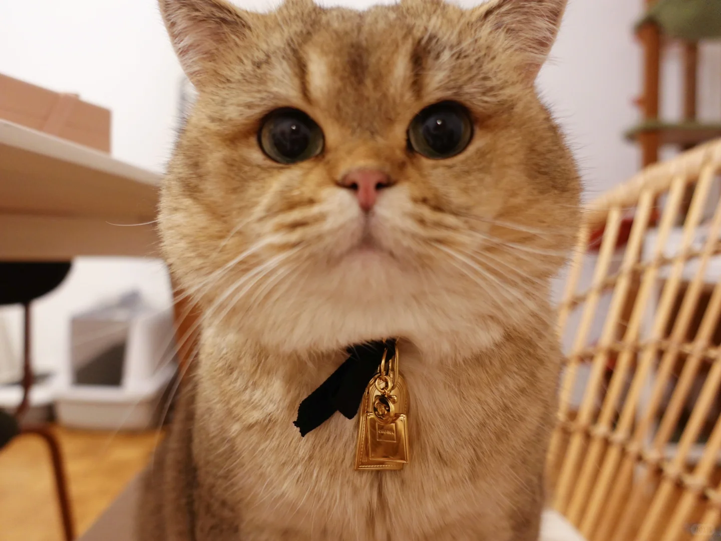 薅香奶奶羊毛啦!自制圣诞限量小香风猫项圈！