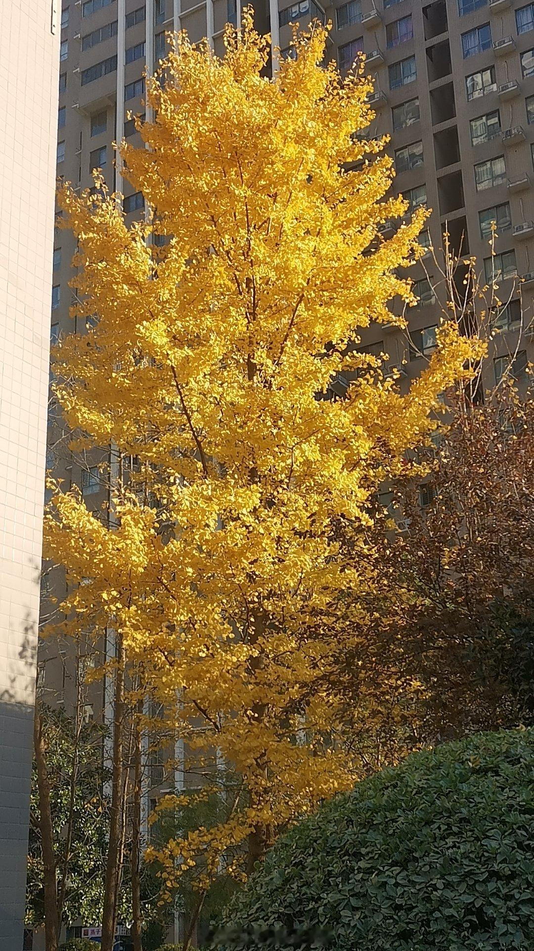 落叶的位置 