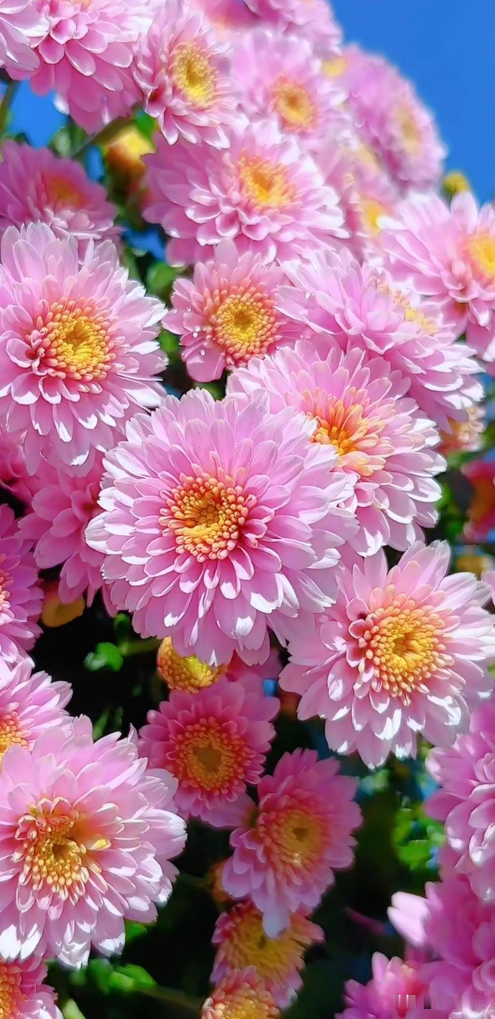 秋草含情，秋花带露，不与春争艳， 不与夏比盛，只在清浅的时光里，绽放独有的静美。