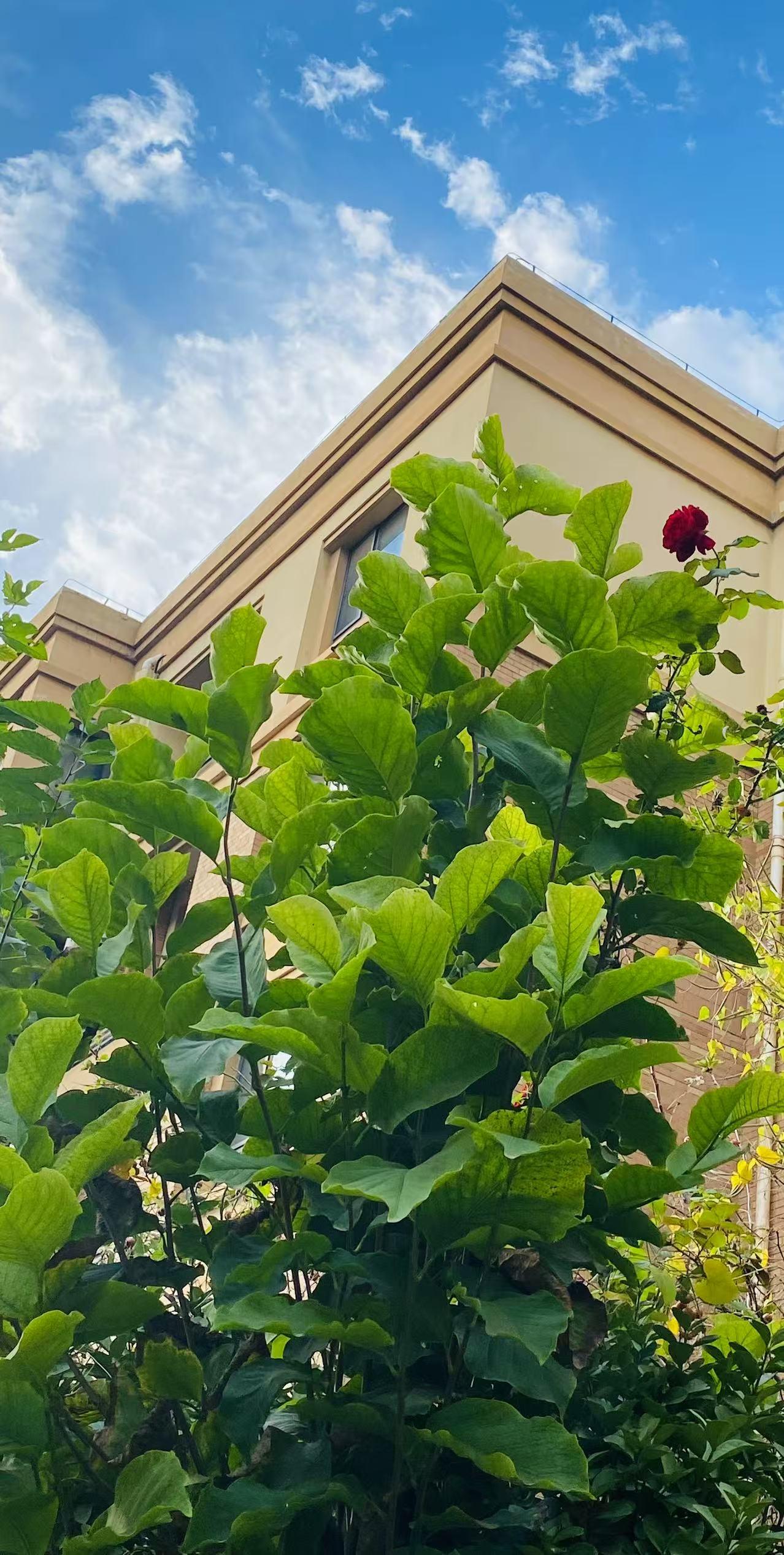 看这花这个大体格子！
长得快比树高了！
大家看看这是月季花吗？
这是要成精啊！