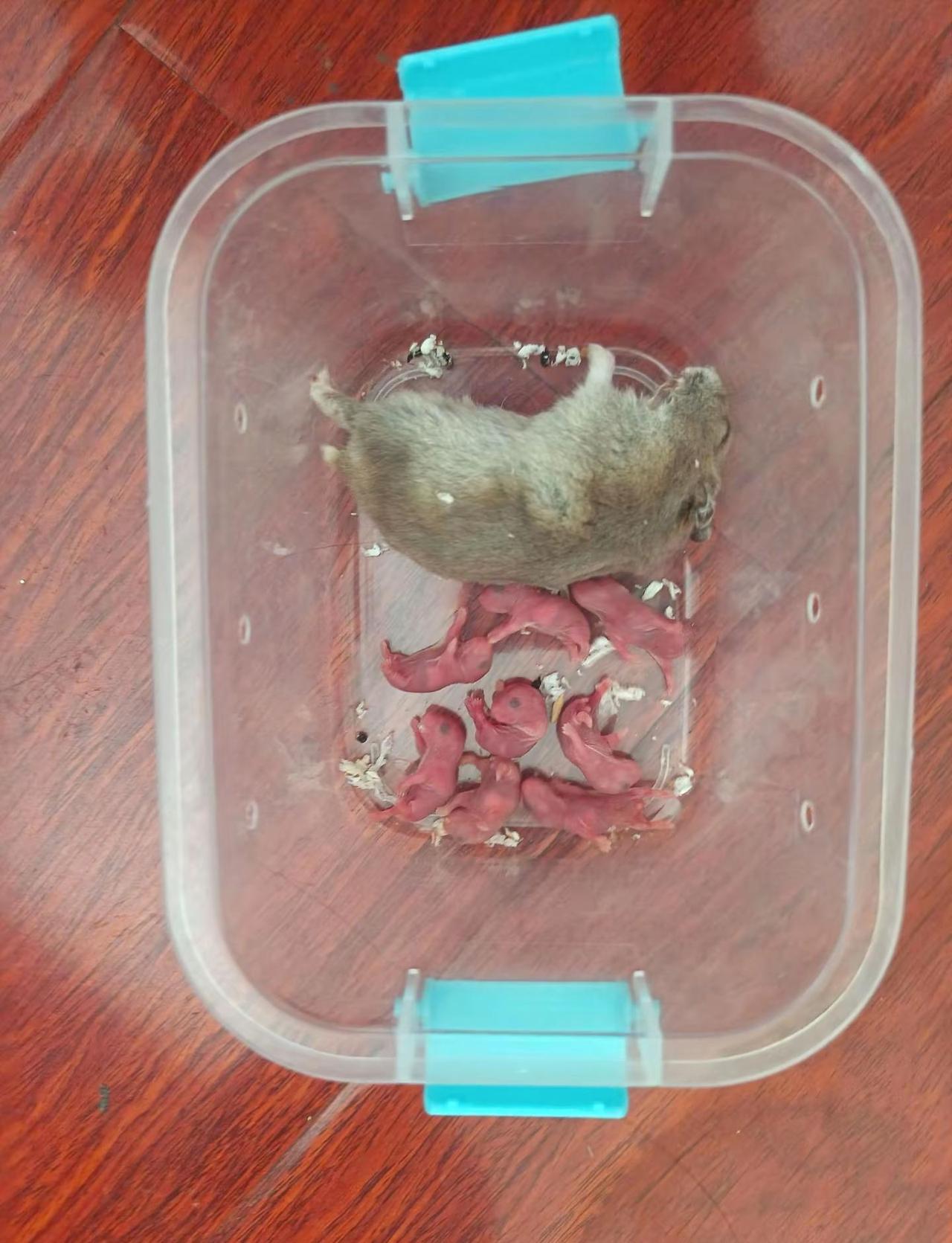 这个仓鼠妈妈生产的第二天，我带它们回家了，把他们放在车里，下车赶了个集，回来仓鼠