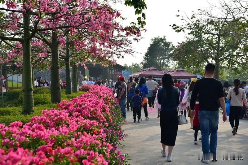 大家都喜欢拍照打卡，本质是记录美好！
生命太短暂！
美好太匆匆！
林花谢了春红，