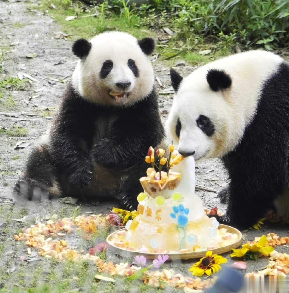 #花花和叶3岁生日合照#体型差萌萌哒[哇]姐姐弟弟排排坐。幸福的小熊猫要一直幸福