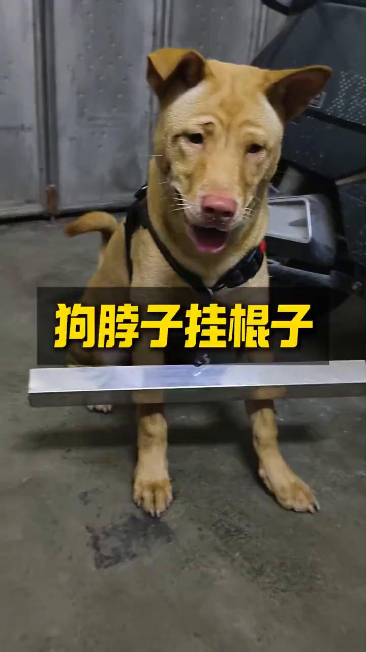 狗脖子挂棍子。
老黑科普。
最近国内出现了一些人传人、狗传狗的奇怪现象，许多狗狗