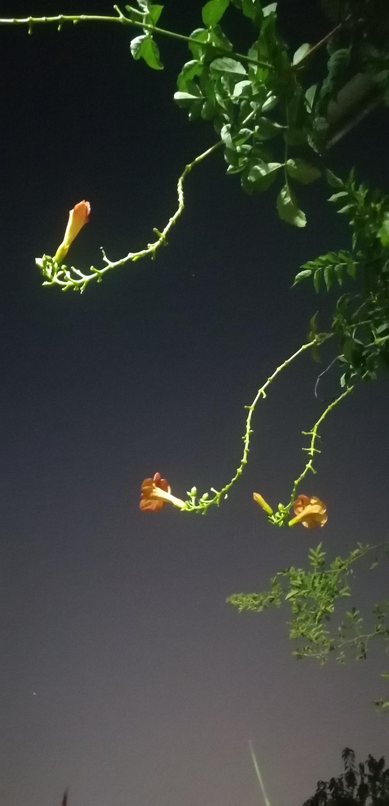 静物摄影秋天的凌霄花