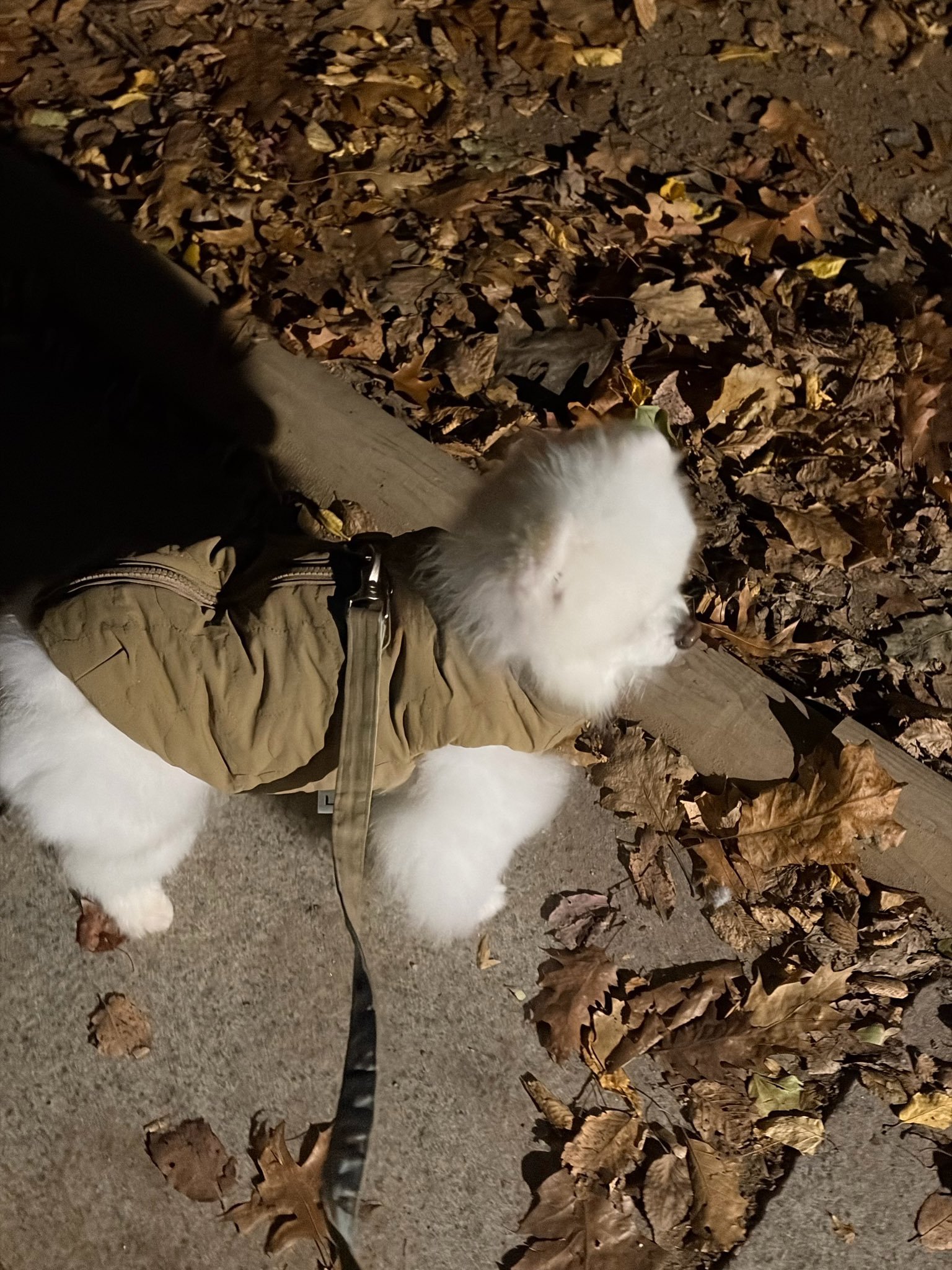 251103🫧itzy崔智秀 ​​​