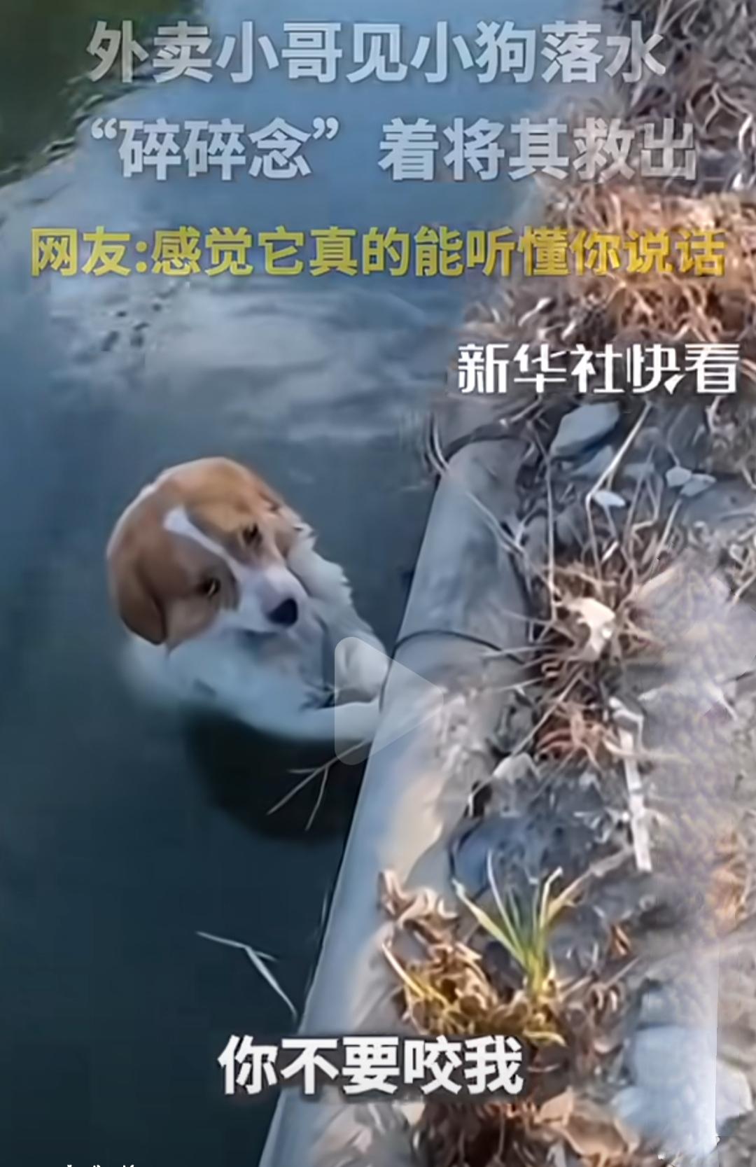 外卖小哥见小狗落水，“碎碎念”着将其救出，网友纷纷点赞：这不只是救援，更像是在和