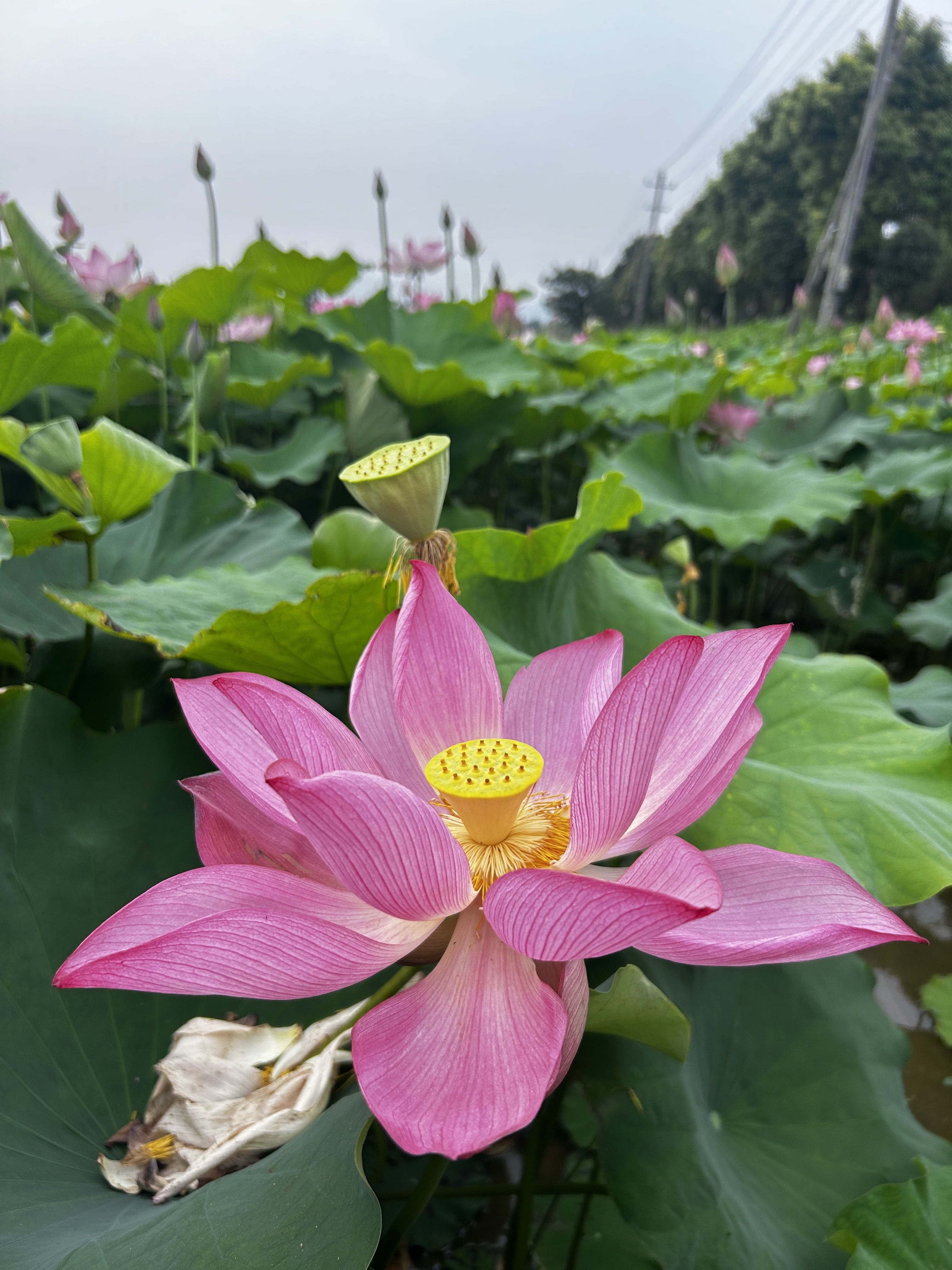 今天去看荷花了，希望每天都好运连连