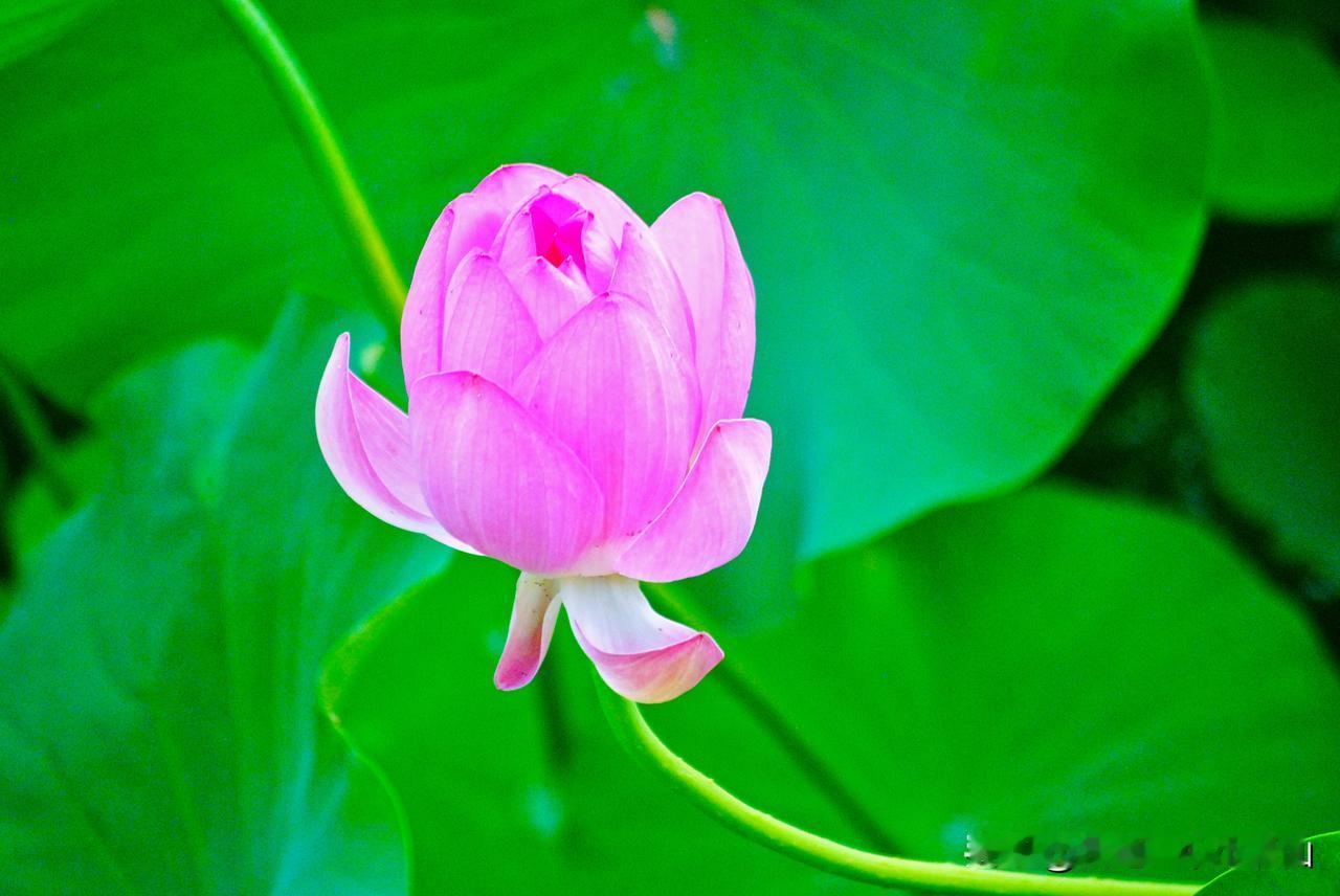 #你为什么不外出逛逛,到处旅游?#
嗯，说的对，我为什么不外出逛逛，到处旅游呢？