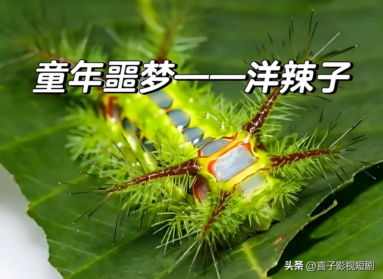 近日一名男孩在户外树下玩耍时，不慎被洋辣子蜇伤，瞬间的剧烈灼痛感让他当场哭喊着要