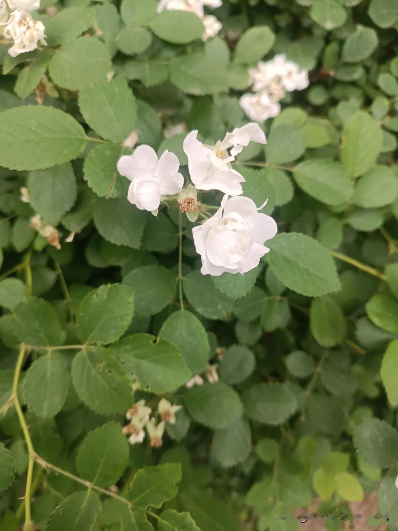 一朵花儿还是那么吸引人