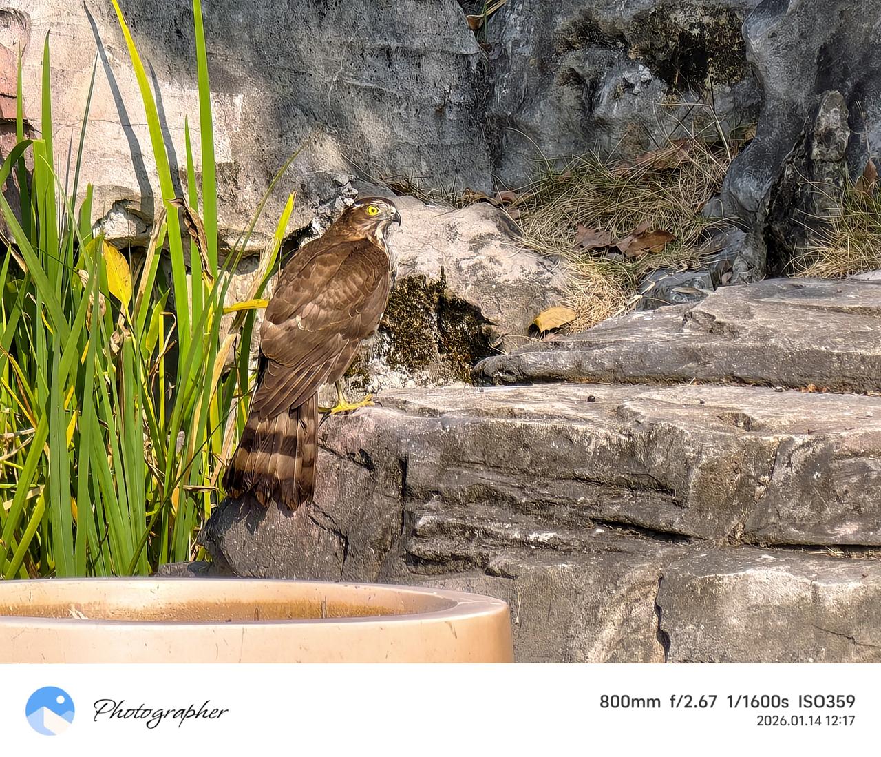 手持vivo X300 Pro，搭配蔡司长焦
于宜昌楠榭盆景园，定格山野精灵
邂