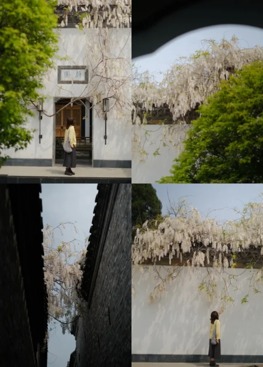 交换春天｜终于！拍到了蔚圃银藤瀑布