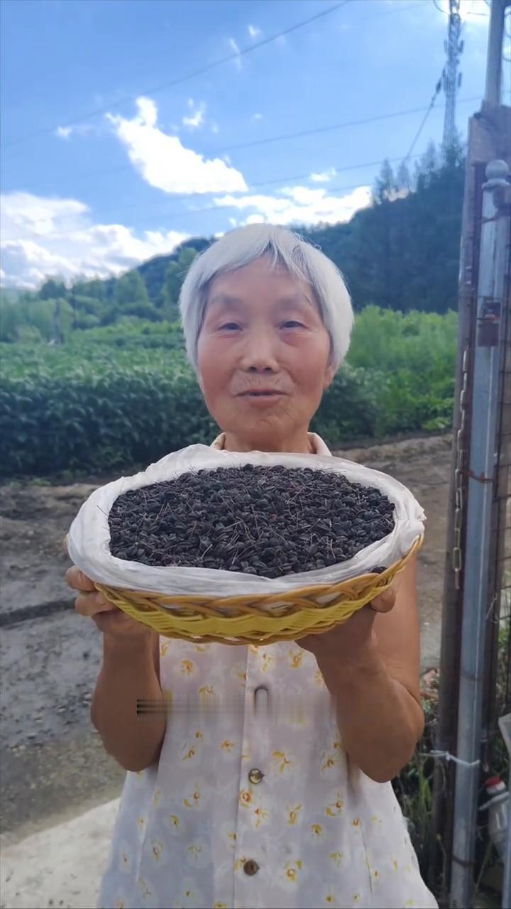 黑龙江原始大森林，纯野生刺五加籽。
我家是小兴安岭的主脉，原始大森林。这是我们邻