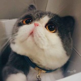 鼠仔爱说娱乐