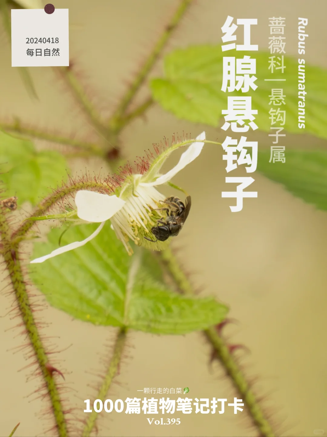 植物笔记395 | 牛奶味的红腺悬钩子