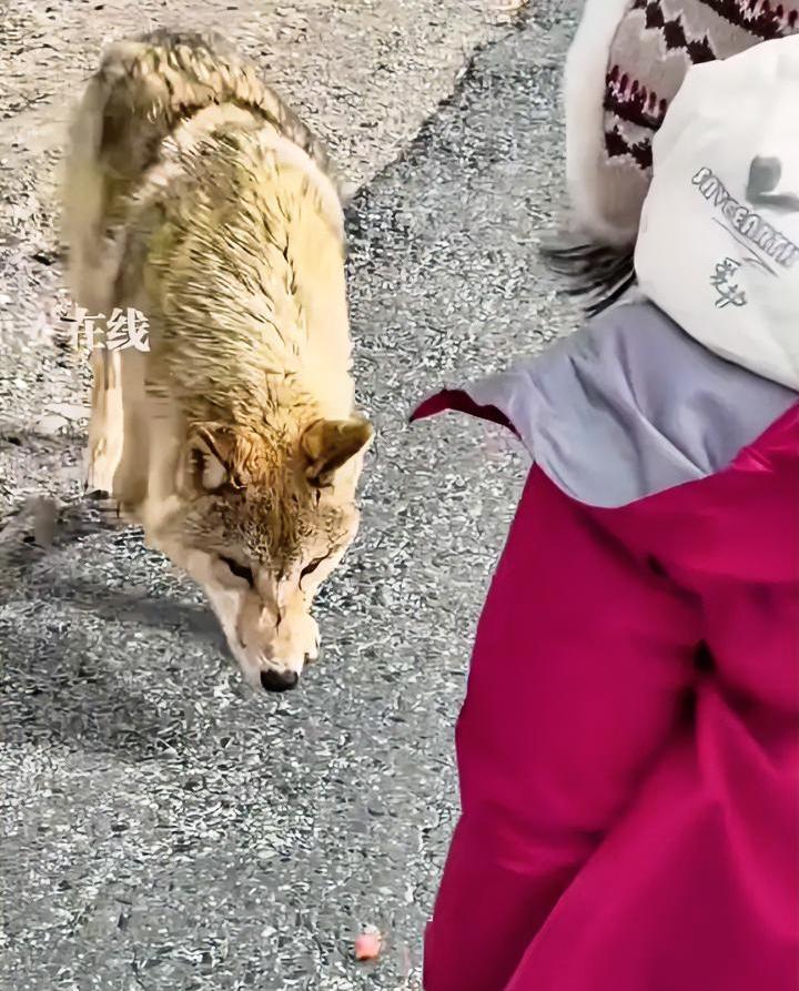 舍不得孩子套不着狼，这句话具象化了。
一女子为了拍在可可西里投喂野狼的视频，让6