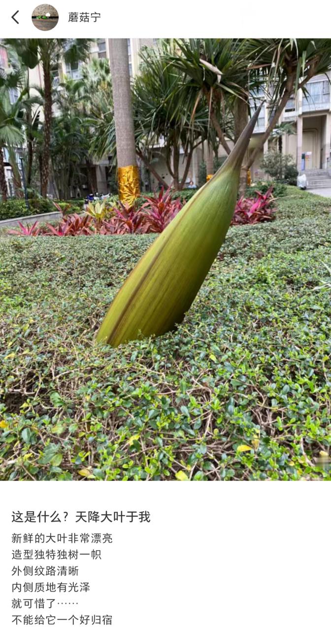 给北方的朋友看看南方的落叶#我的春日狂欢日记##网传小学生称我爷爷爸爸妈妈都是行