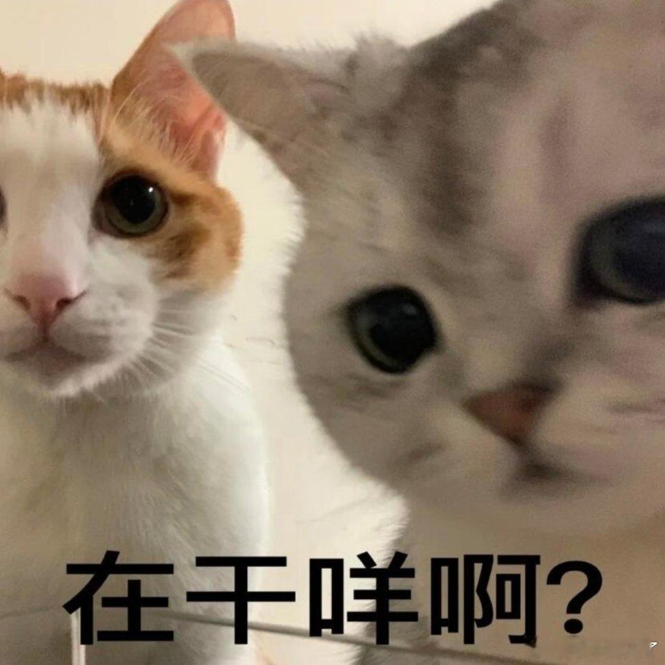 喵喵表情包。 