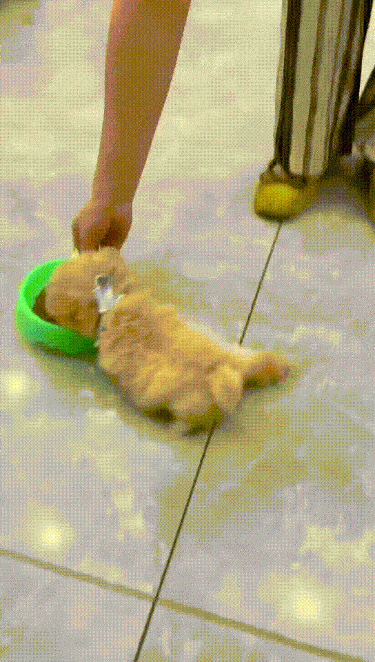 狗 : 让我再吃一口 