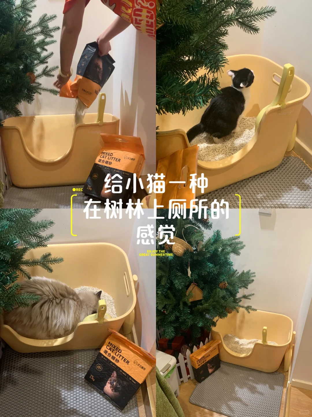给小猫营造森林感猫厕所？！
