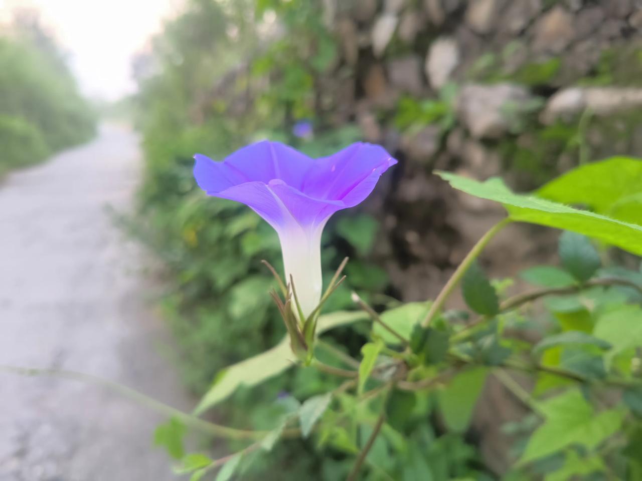 伺候老娘20多天，今天才得以外出走走。山野。雾岚弥漫，晨曦曦薇。两侧的草丛中虫鸣