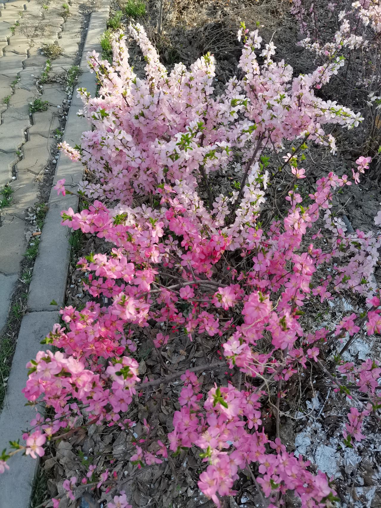 小区有一对80多岁的老人，男的老年痴呆，什么都记不住，除了家里的两条狗。
其中有