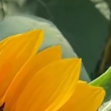 种植  微公益 0000向日葵种植教程一、播种准备种植首选饱满、无虫蛀的向日葵种