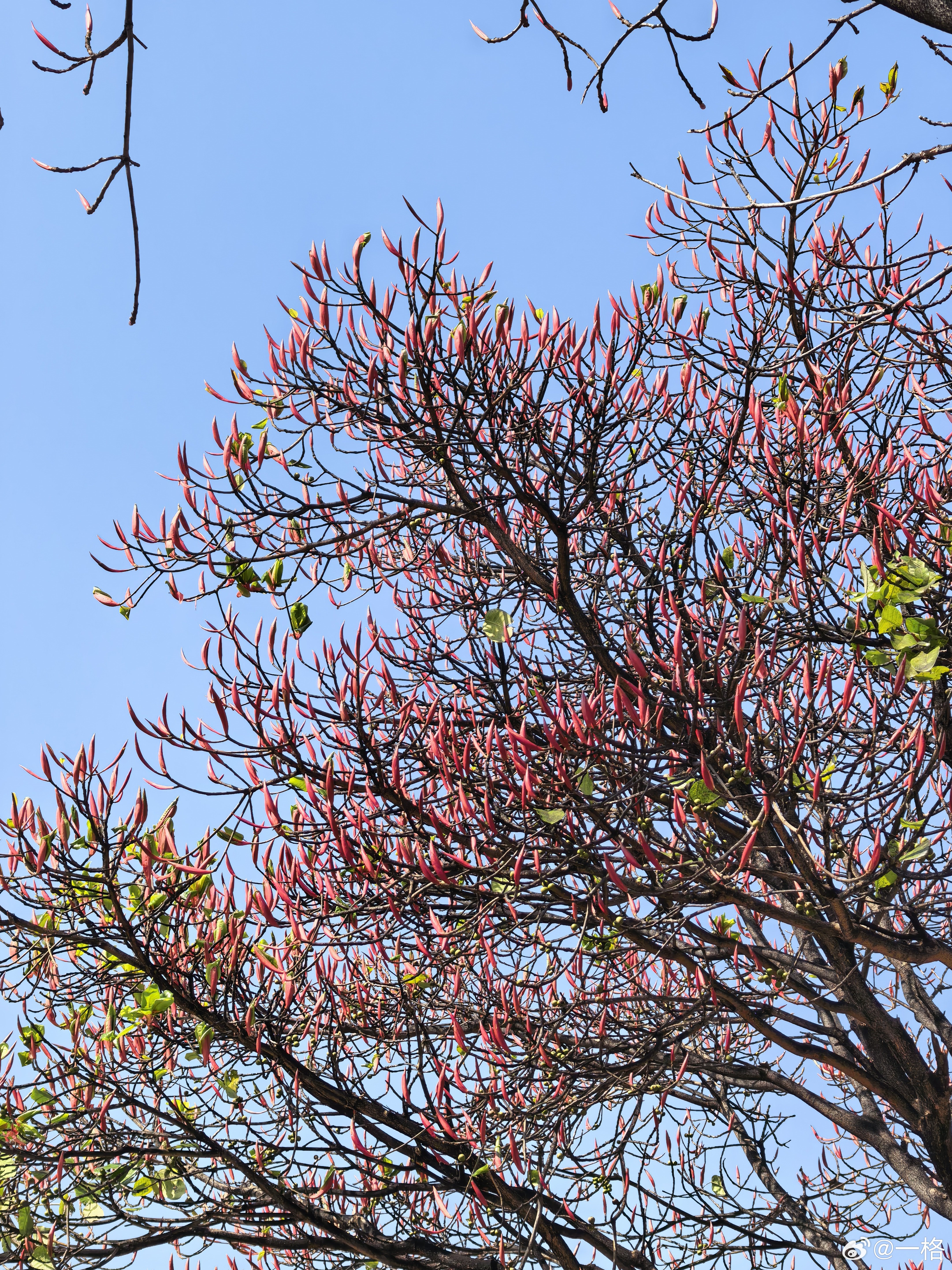 闪现！就是为什么云南的辣椒长树上 大理市