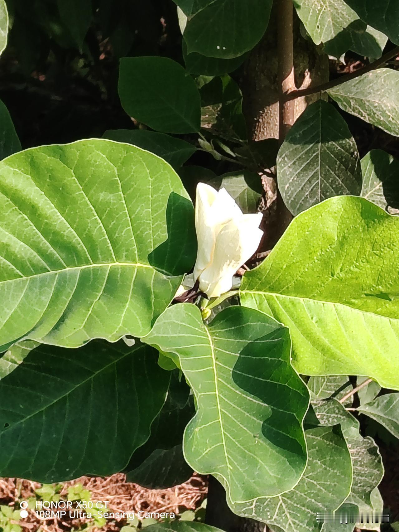 花开二度的白玉兰！