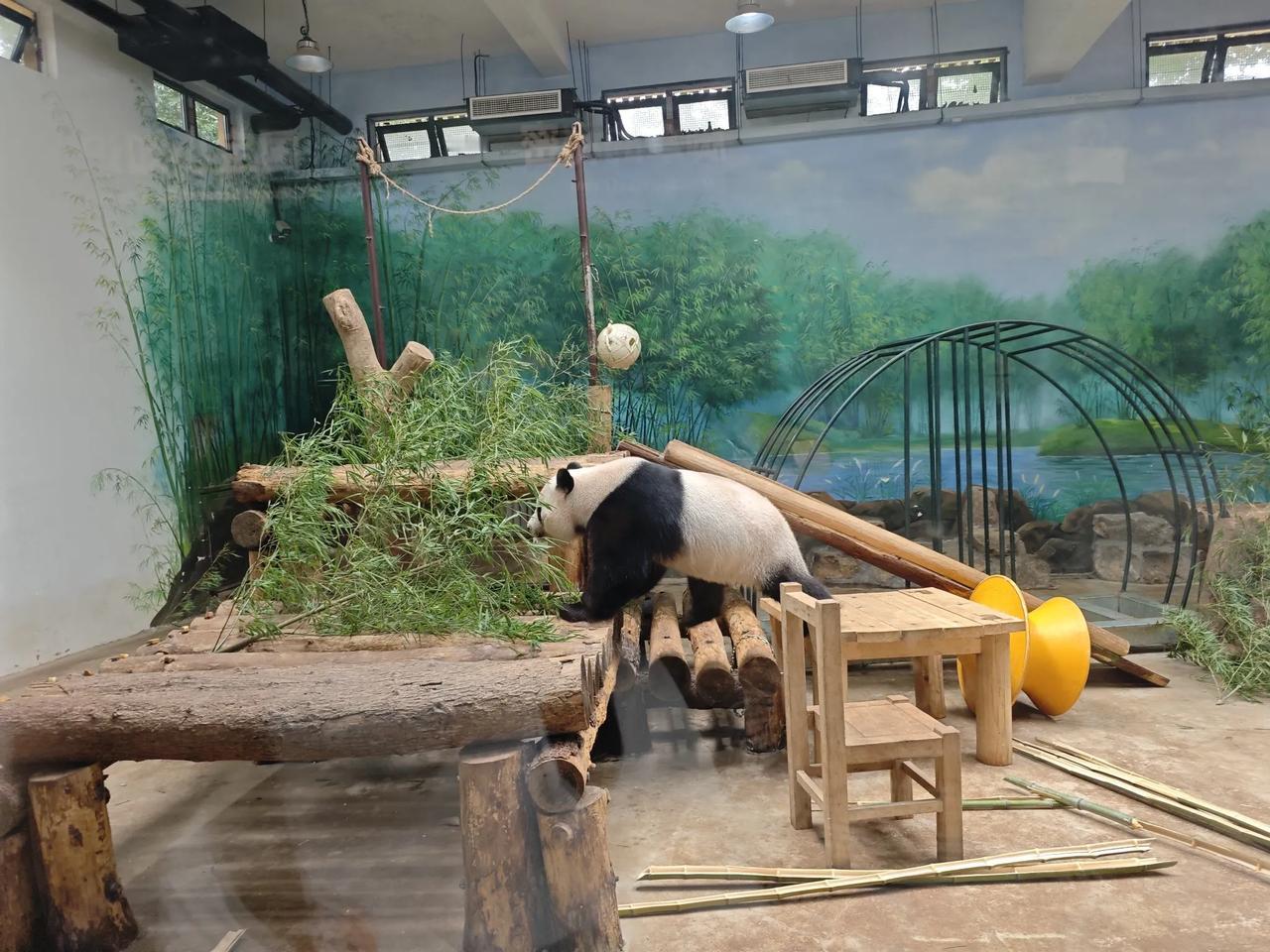 每次来杭州动物园都想看一眼大熊猫宝宝，可惜很多时候大熊猫宝宝不想出来，总在内室呆