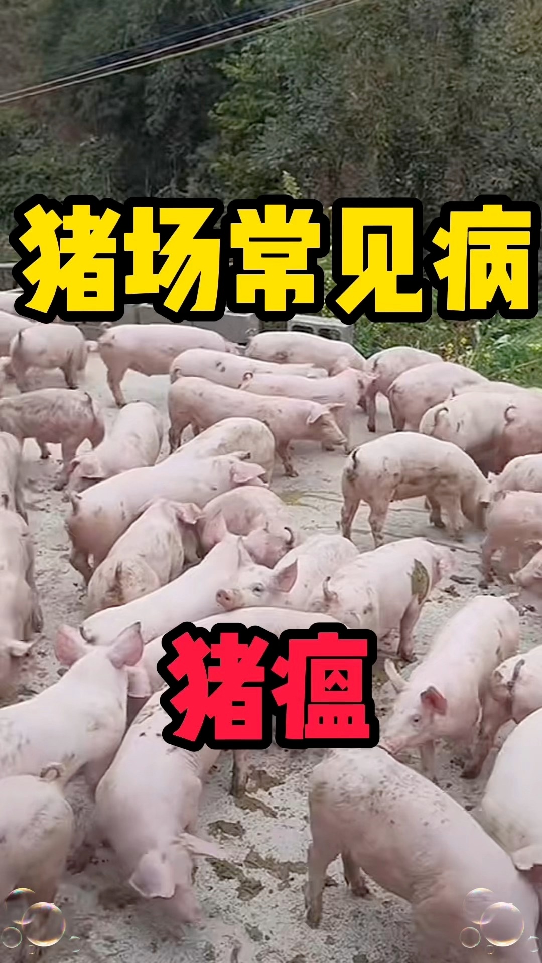 美国🐷瘟在本土都灭绝多少年了，🇨🇳境内怎么还有一例刘亦菲陈金飞聚会