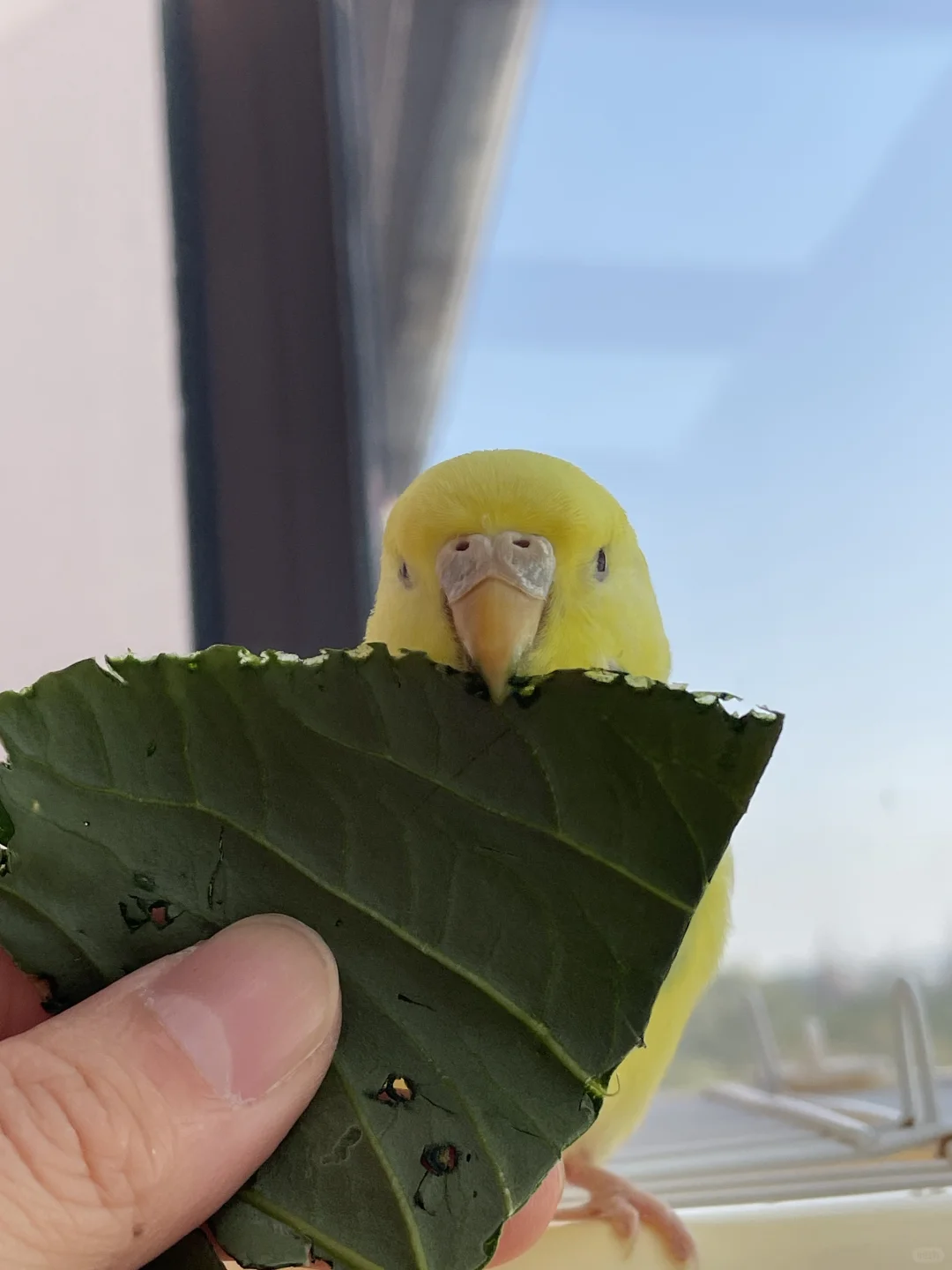 做个爱吃蔬菜的乖宝宝吧🥬
