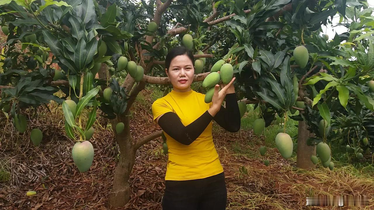 农家有机肥自种芒果，绿色生态，环保健康，品质保证，香甜可口，物美价廉，送礼佳品。