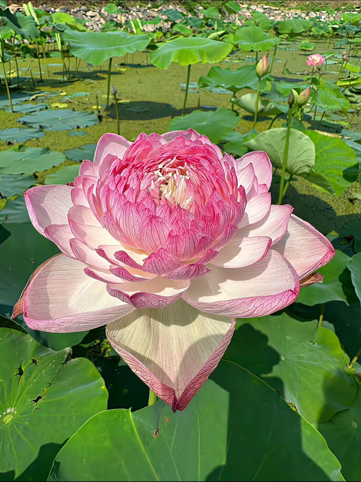 好运莲莲 