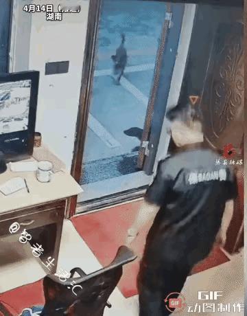 今天敢咬我、明天就敢咬业主”，一只疯狗窜到保安室，差点给保安掏了。疯狗逃脱后，保