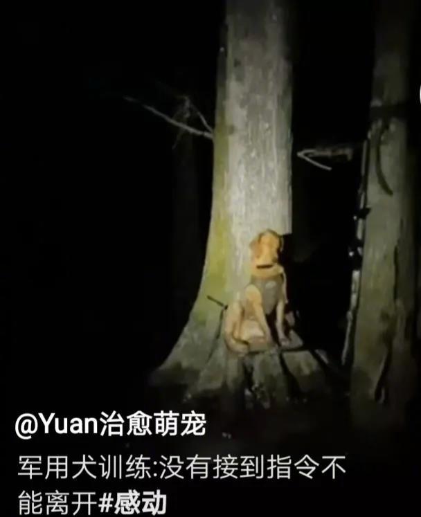 就算再困再累，没有接到指令都不能动。任何军犬、警犬、搜救犬、防暴犬、缉毒犬、导盲