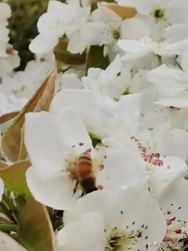 春日生活打卡季花开的季节，感觉是那么美好，也是一个贪心的季节，到处都是一遍花香，