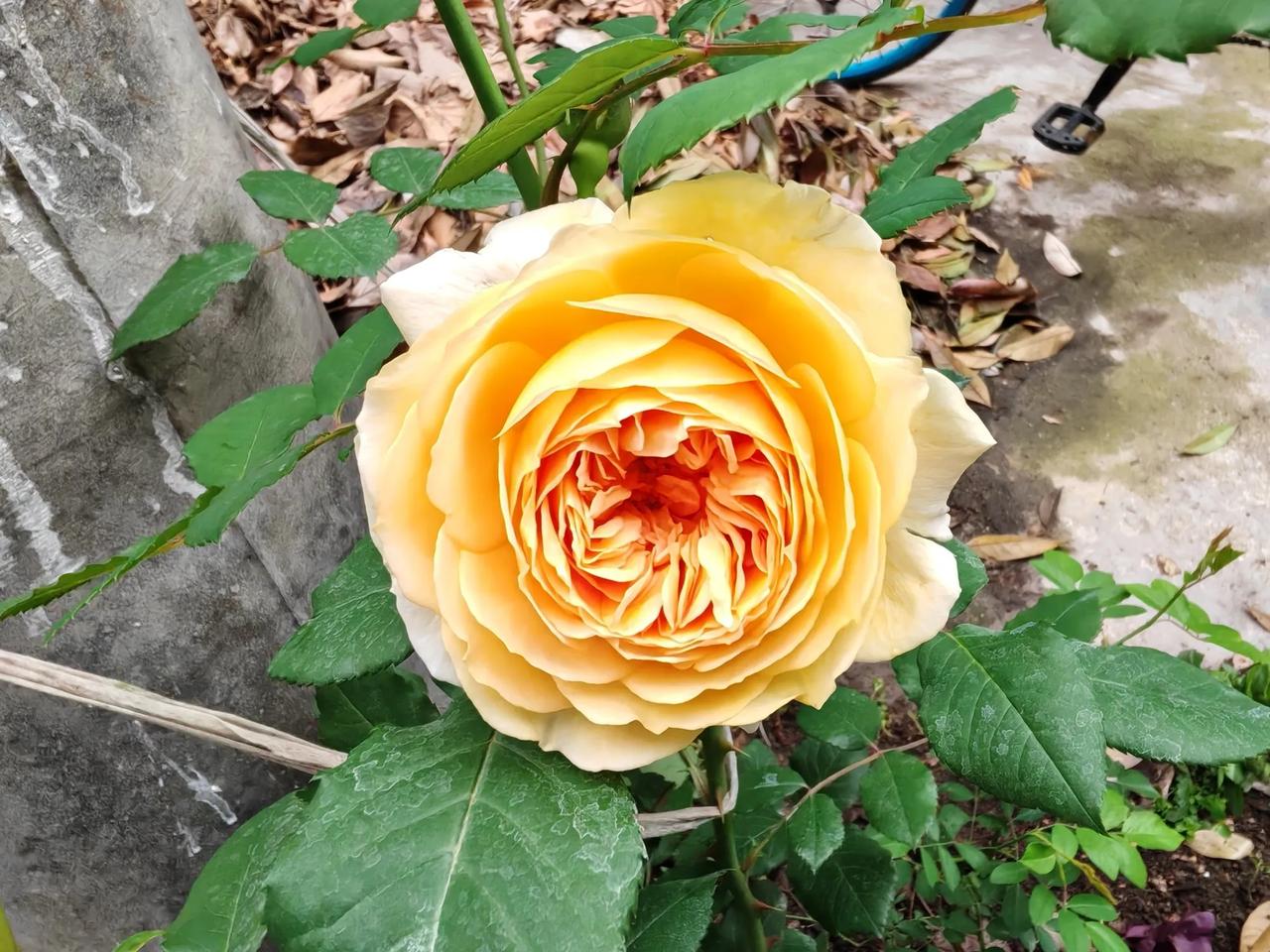 我的花花终于开了，虽然只有一朵！[呲牙][呲牙][呲牙]