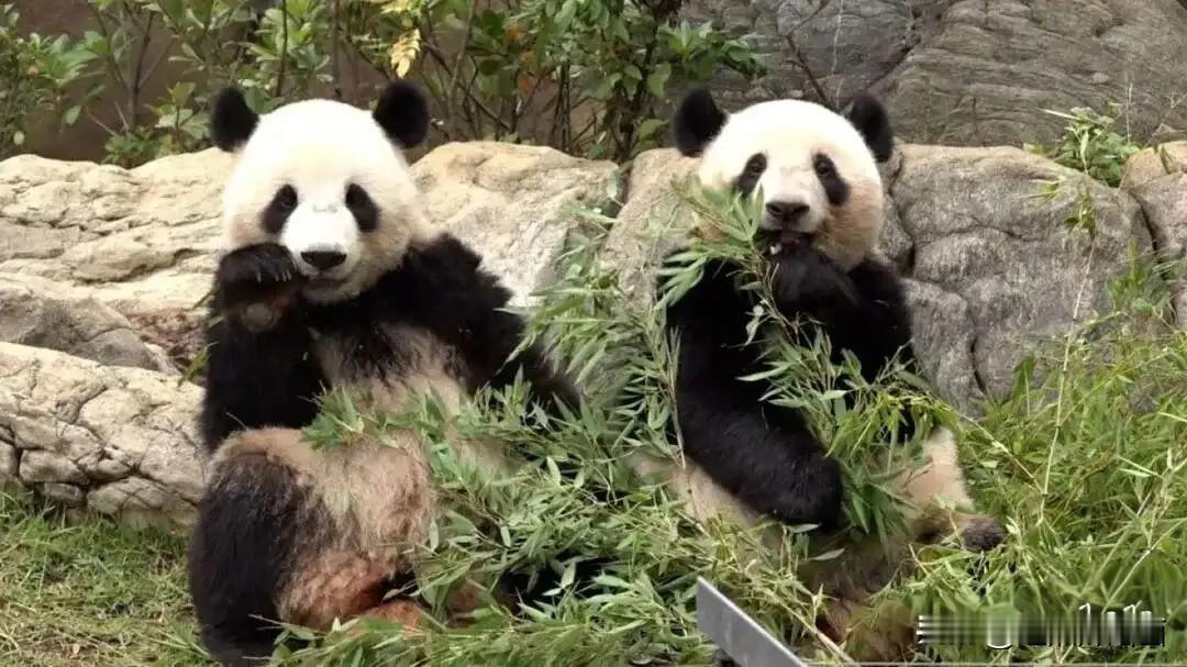 你如何看待熊猫在日本的受欢迎程度熊猫在日本的高人气，是文化共鸣、情感联结与官方运